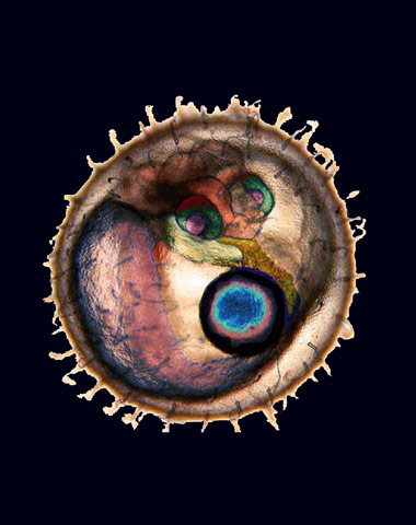 Illustration for article titled The year's strangest, most beautiful visions of the microverse
